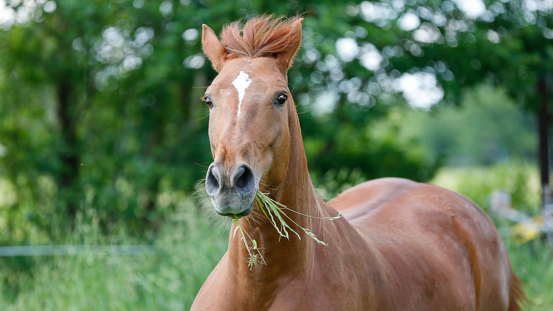 Grasfressen und Koppelgang sind fürs Pferd die natürlichste Futter- und Beschäftigungsform. Foto: Springfeldt, www.springfeldtprofifoto.com