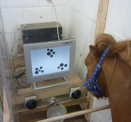 Lerntest von Vivian Gabor: Pony Moritz in der Unterscheidungsaufgabe "4 vs. 5". Das mittige Symbol (fünf Punkte) ist als Beispielreiz vorgegeben; die richtige Wahl ist das Symbol unten links, ebenfalls fünf Punkte. Mit der Nase drückt das Pony den richtigen schwarzen Knopf und erhält dafür eine Belohnung aus dem Futterspender. Foto: privat