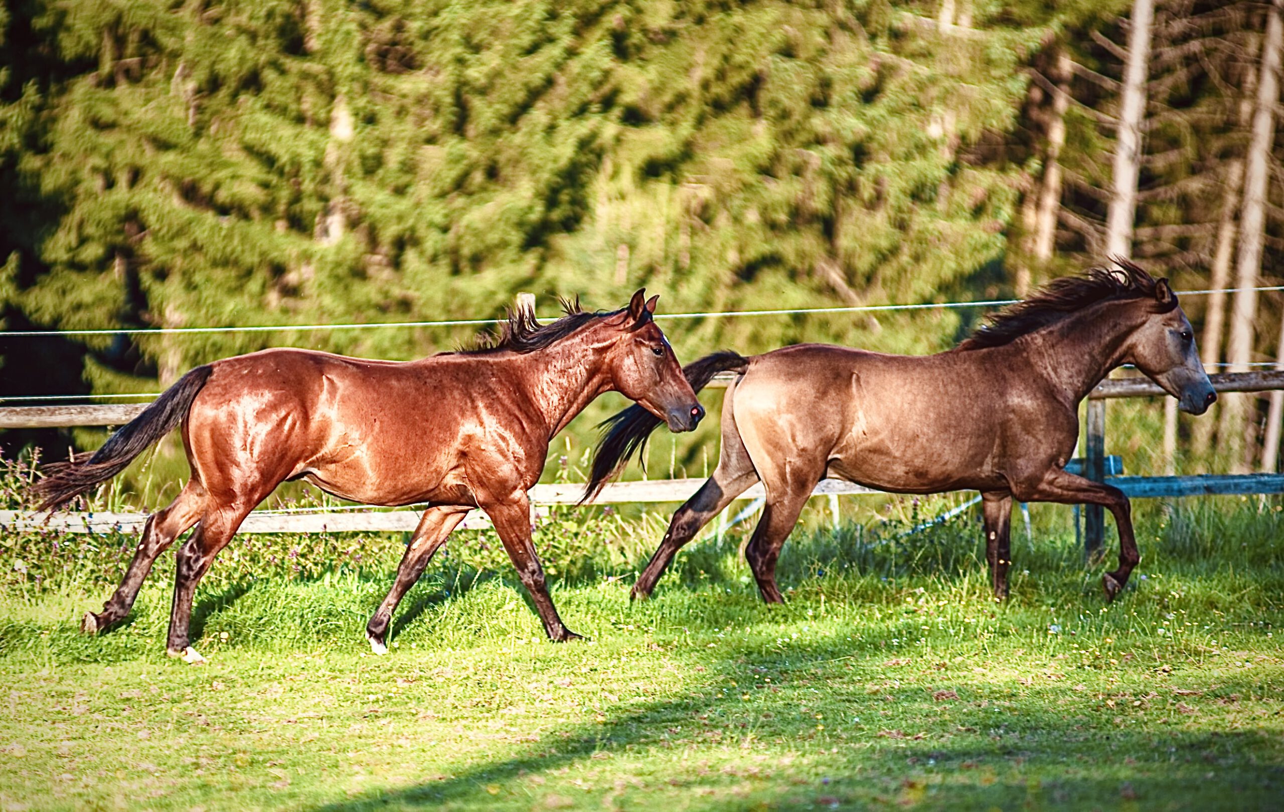 Pferdeforschung umfasst alle Gebiete von der Aufzucht bis zum Verhalten, hier Junghengste im Spiel. Foto: Felsinger