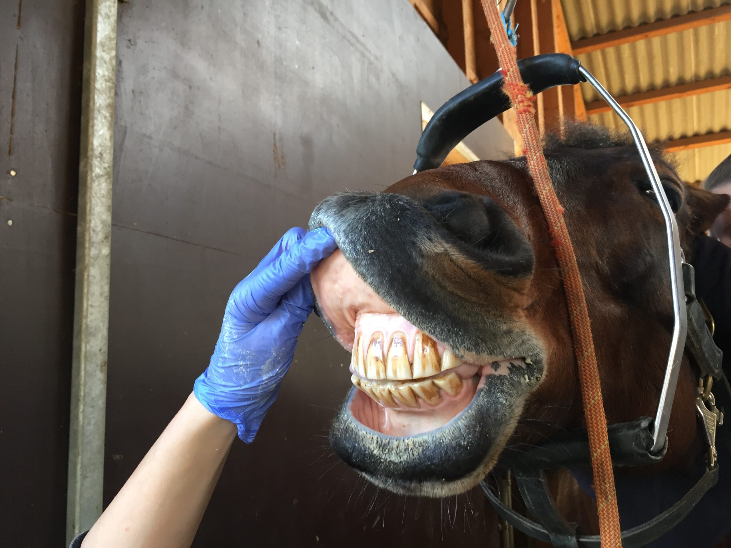 Maul-Check: Für die von der GWP prämierte Dissertation wurden Turnierpferde während der Routine-Zahnkontrollen untersucht. Foto: Felsinger