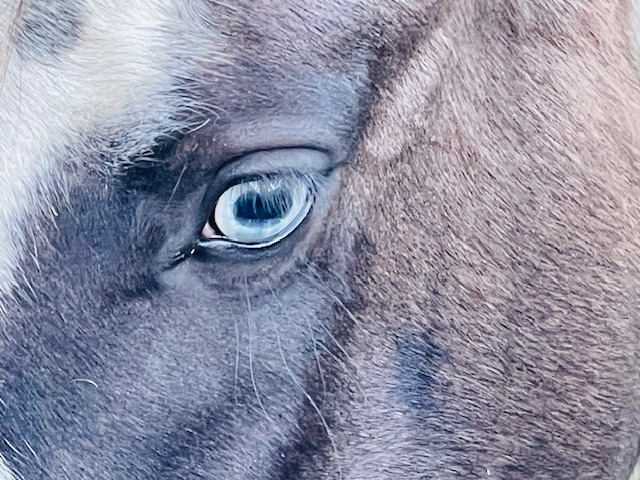 Je nach Ausprägung der Scheckfarbe können die Augen beim Pferd eine blaue Farbe zeigen. Foto: Felsinger