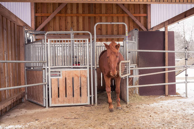 Digitale Technik in Pferdebetrieben hilft, die Steuerung der Futterzuteilung zu planen.