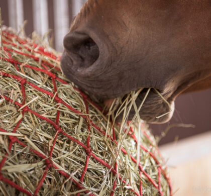 Raufutter kann entweder in Heunetzen oder lose bedampft werden.