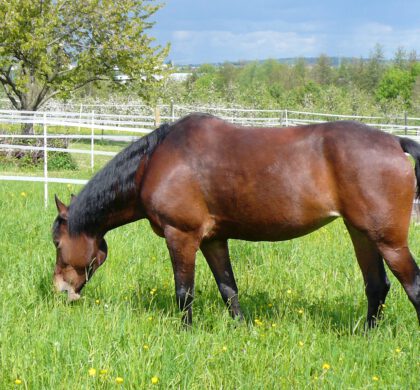 Die Nährstoffgehalte von Frischgras unterscheiden sich erheblich je nach botanischer
Zusammensetzung der Weide.